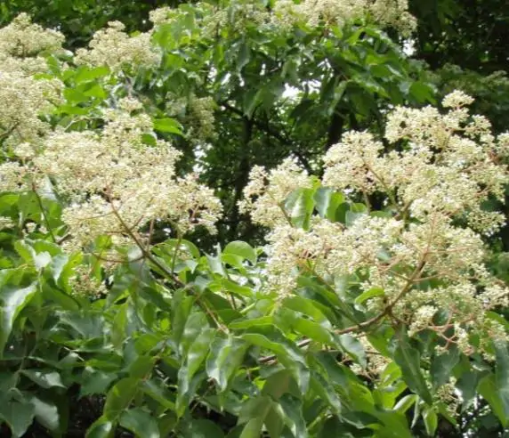 Tetradium daniellii - Bee Tree, Euodia Hupehensis - Image 5