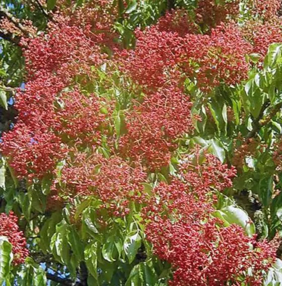 Tetradium daniellii - Bee Tree, Euodia Hupehensis - Image 6
