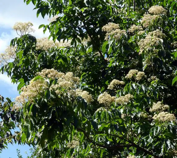 Tetradium daniellii - Bee Tree, Euodia Hupehensis - Image 7