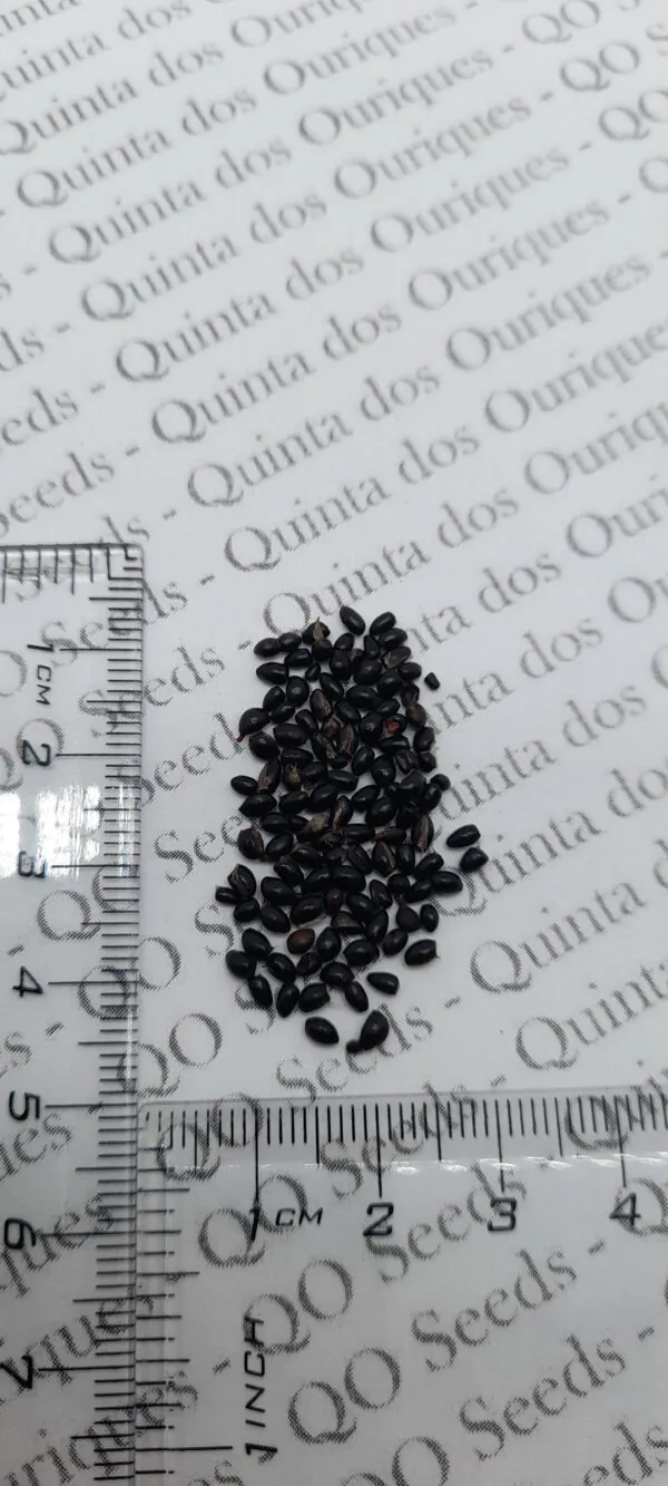 Tetradium daniellii - Bee Tree, Euodia Hupehensis - Image 13