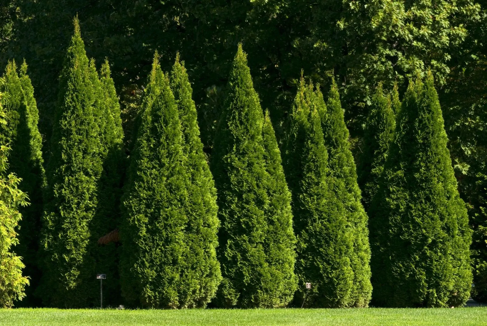 Thuja occidentalis - Swamp Cedar, Northern White-Cedar, Eastern White-Cedar, American Arborvitae, Eastern Arborvitae