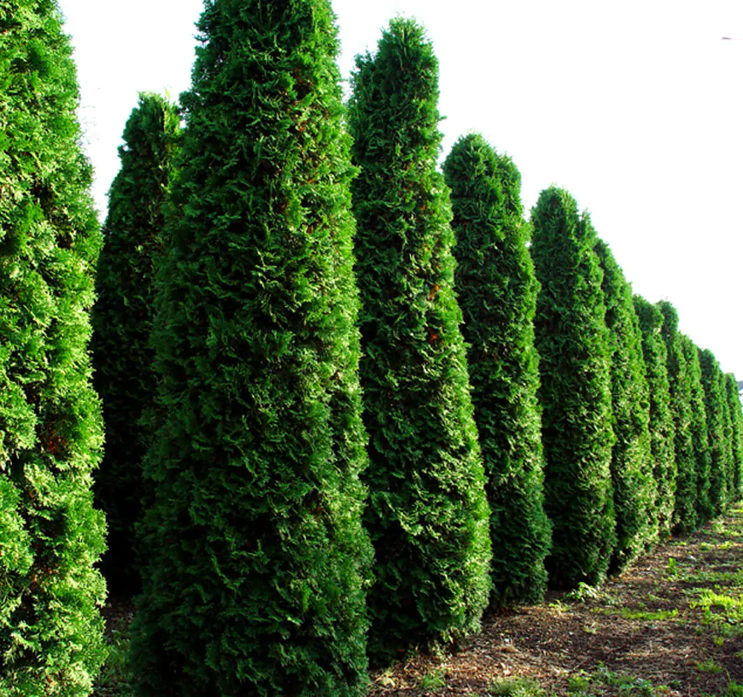 Thuja occidentalis - Swamp Cedar, Northern White-Cedar, Eastern White-Cedar, American Arborvitae, Eastern Arborvitae - Image 2