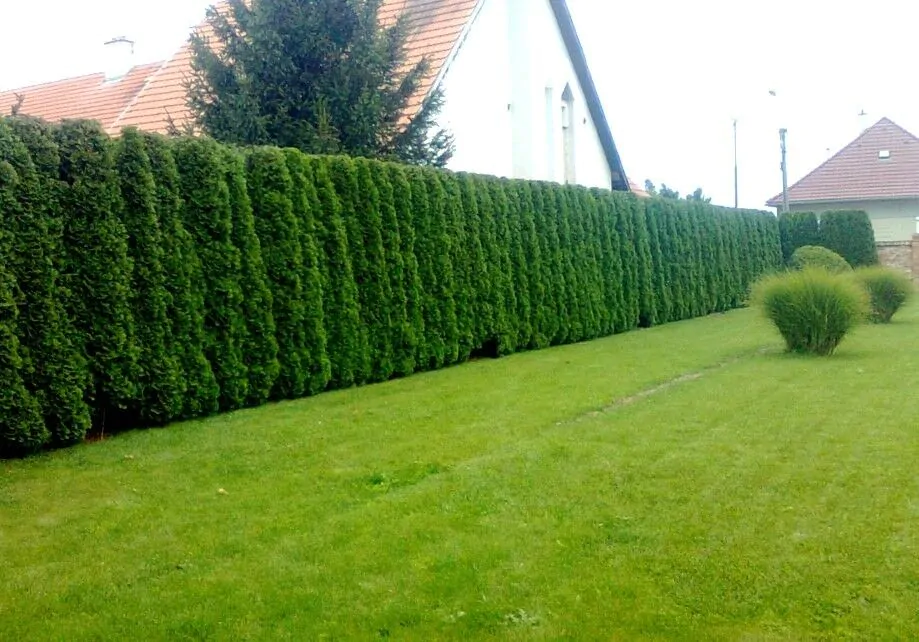 Thuja occidentalis - Swamp Cedar, Northern White-Cedar, Eastern White-Cedar, American Arborvitae, Eastern Arborvitae - Image 3