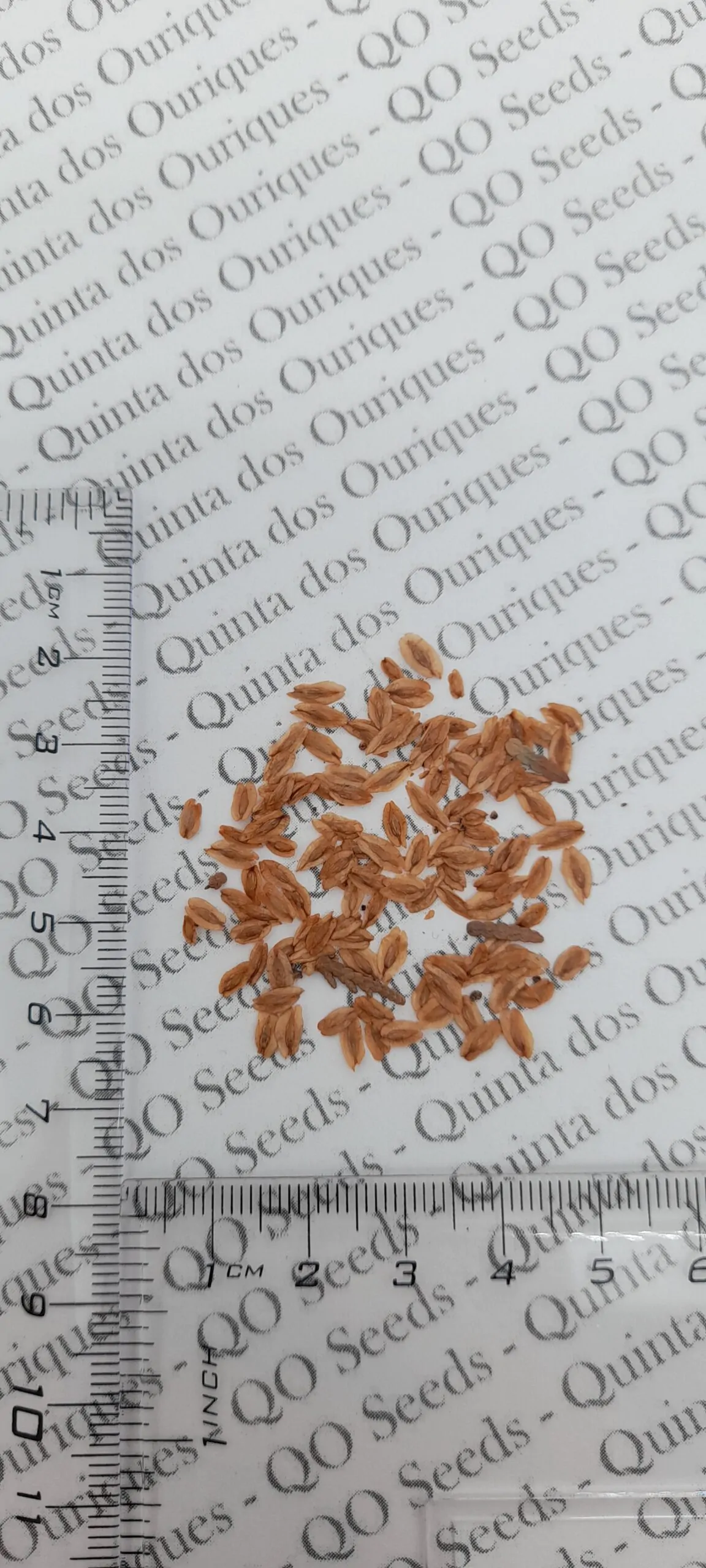 Thuja occidentalis - Swamp Cedar, Northern White-Cedar, Eastern White-Cedar, American Arborvitae, Eastern Arborvitae - Image 9