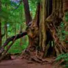 Thuja plicata - Western Red Cedar - Image 2