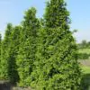 Thuja plicata - Western Red Cedar - Image 3