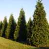 Thuja plicata - Western Red Cedar - Image 4
