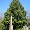 Thuja plicata - Western Red Cedar - Image 5