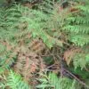 Thuja plicata - Western Red Cedar - Image 6