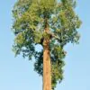 Thuja plicata - Western Red Cedar - Image 7