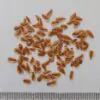 Thuja plicata - Western Red Cedar - Image 8