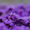 Thymus praecox - Thyme mother, creeping thyme, hairy thyme - Image 2