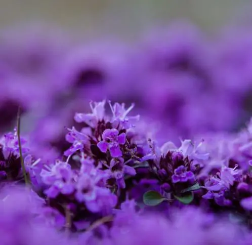 Thymus praecox - Thyme mother, creeping thyme, hairy thyme - Image 2