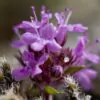 Thymus praecox - Thyme mother, creeping thyme, hairy thyme - Image 3