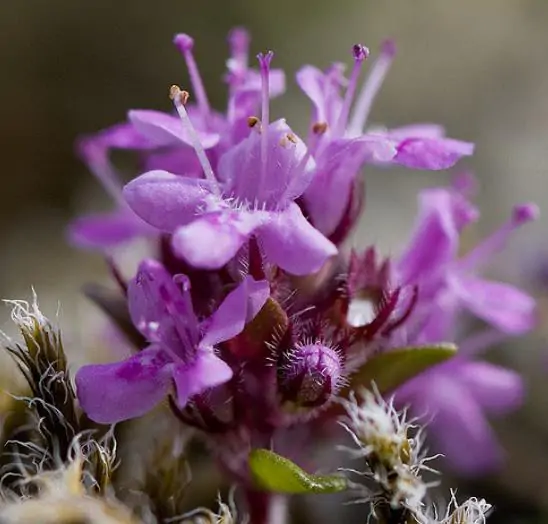 Thymus praecox - Thyme mother, creeping thyme, hairy thyme - Image 3