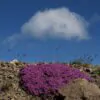 Thymus praecox - Thyme mother, creeping thyme, hairy thyme - Image 4