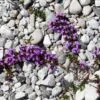 Thymus praecox - Thyme mother, creeping thyme, hairy thyme - Image 5