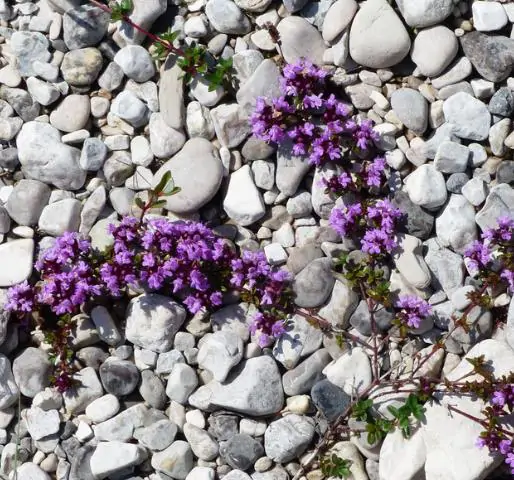 Thymus praecox - Thyme mother, creeping thyme, hairy thyme - Image 5