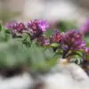 Thymus praecox - Thyme mother, creeping thyme, hairy thyme - Image 6