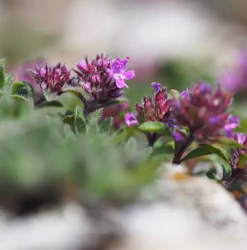 Thymus praecox - Thyme mother, creeping thyme, hairy thyme - Image 6
