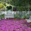 Thymus praecox - Thyme mother, creeping thyme, hairy thyme - Image 9