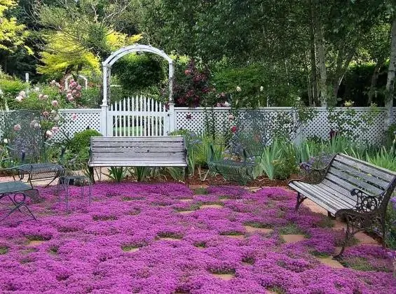 Thymus praecox - Thyme mother, creeping thyme, hairy thyme - Image 9