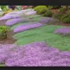 Thymus praecox - Thyme mother, creeping thyme, hairy thyme - Image 10