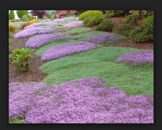 Thymus praecox - Thyme mother, creeping thyme, hairy thyme - Image 10