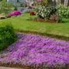 Thymus praecox - Thyme mother, creeping thyme, hairy thyme - Image 11