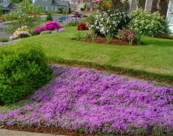 Thymus praecox - Thyme mother, creeping thyme, hairy thyme - Image 11