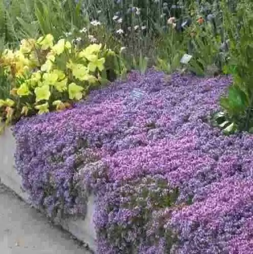 Thymus praecox - Thyme mother, creeping thyme, hairy thyme - Image 12