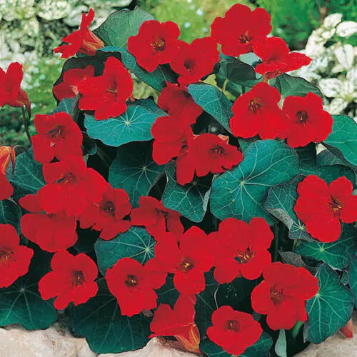 Tropaeolum majus Single Red - - Image 6
