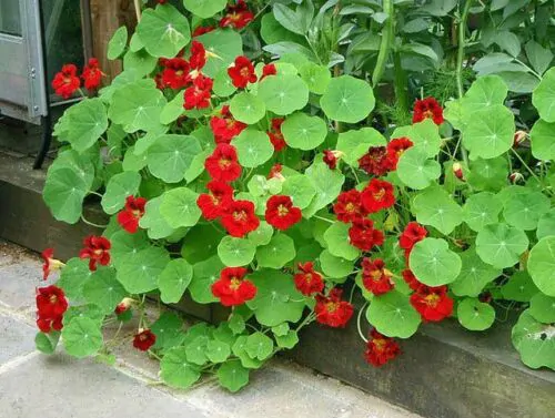 Tropaeolum majus Single Red - - Image 7