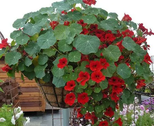 Tropaeolum majus Single Red - - Image 9