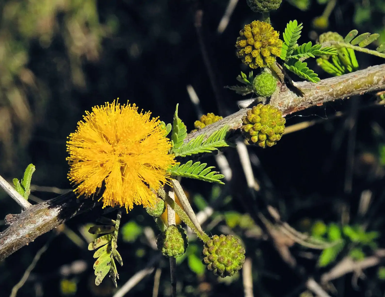 Vachellia nilotica / Acacia nilotica - Gum Arabic Tree, Babul, Thorn Mimosa, Egyptian acacia or Thorny acacia - Image 2