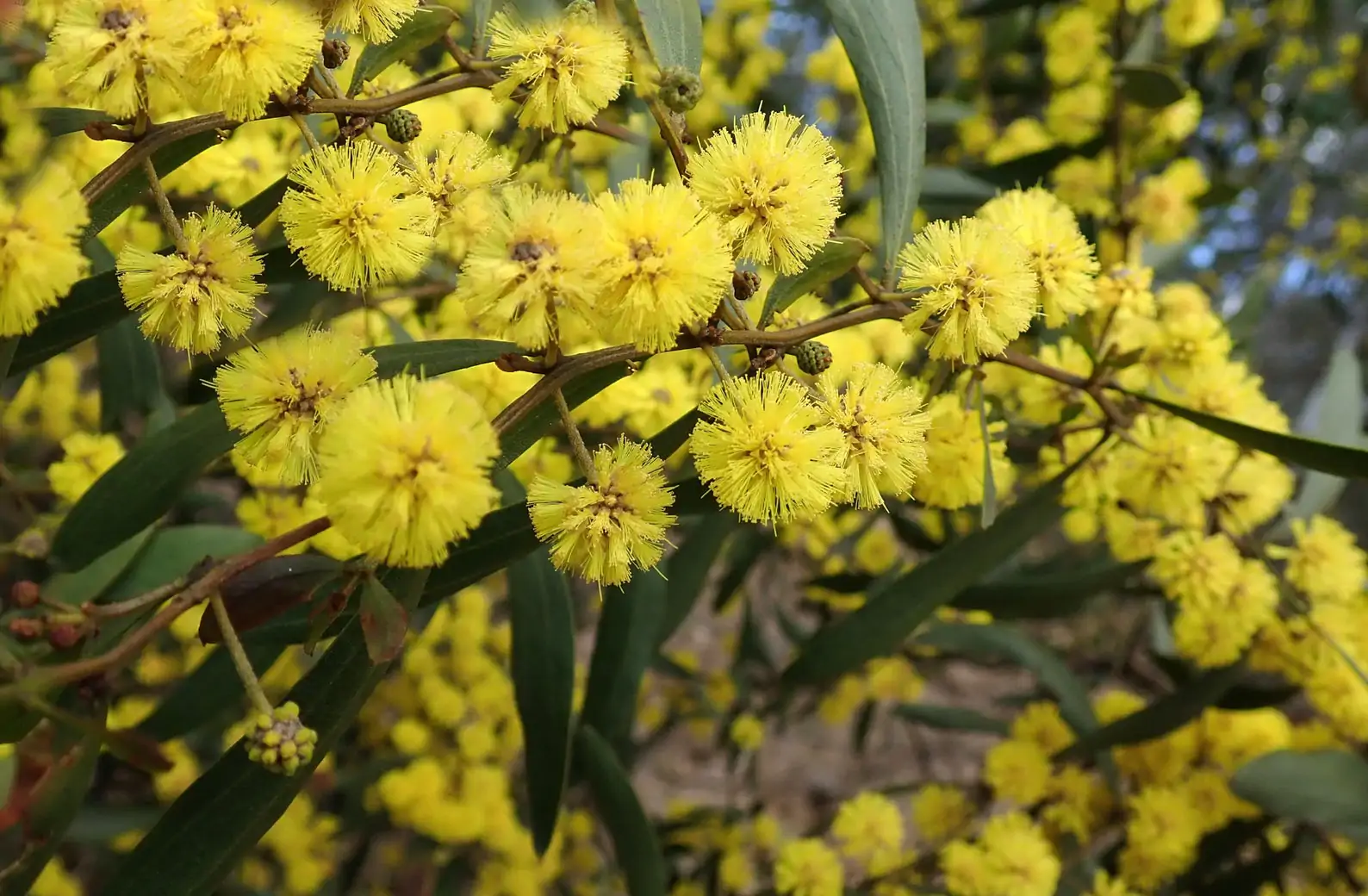Vachellia nilotica / Acacia nilotica - Gum Arabic Tree, Babul, Thorn Mimosa, Egyptian acacia or Thorny acacia - Image 3
