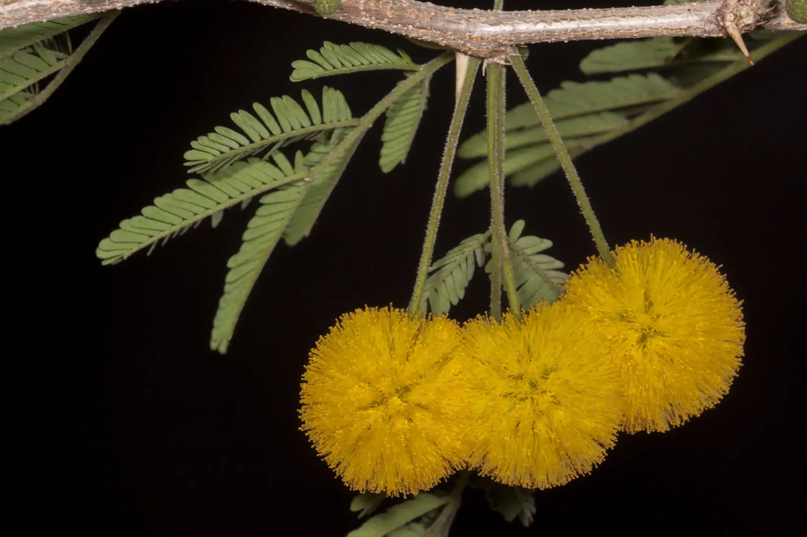 Vachellia nilotica / Acacia nilotica - Gum Arabic Tree, Babul, Thorn Mimosa, Egyptian acacia or Thorny acacia - Image 4