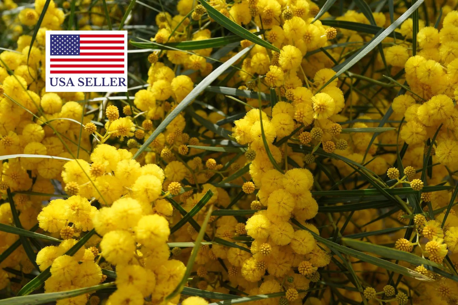 Vachellia nilotica / Acacia nilotica - Gum Arabic Tree, Babul, Thorn Mimosa, Egyptian acacia or Thorny acacia - Image 6