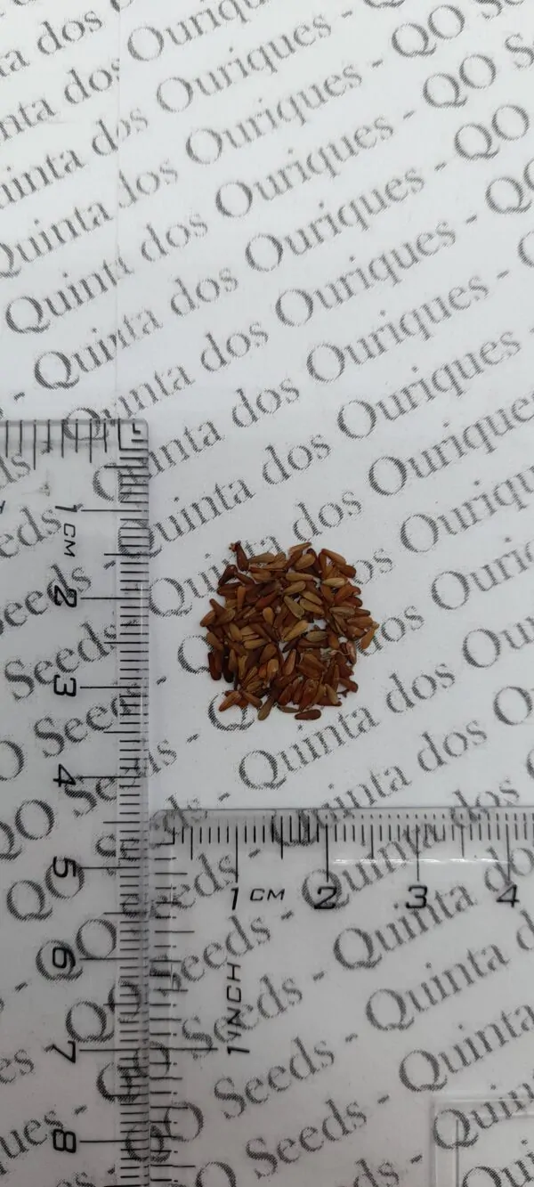Valeriana officinalis - Saint jorge herb, valerian - Image 2