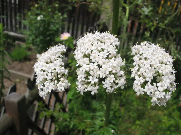 Valeriana officinalis - Saint jorge herb, valerian