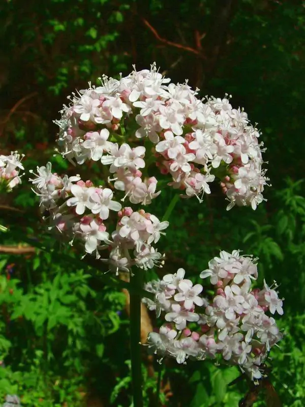 Valeriana officinalis - Saint jorge herb, valerian - Image 4