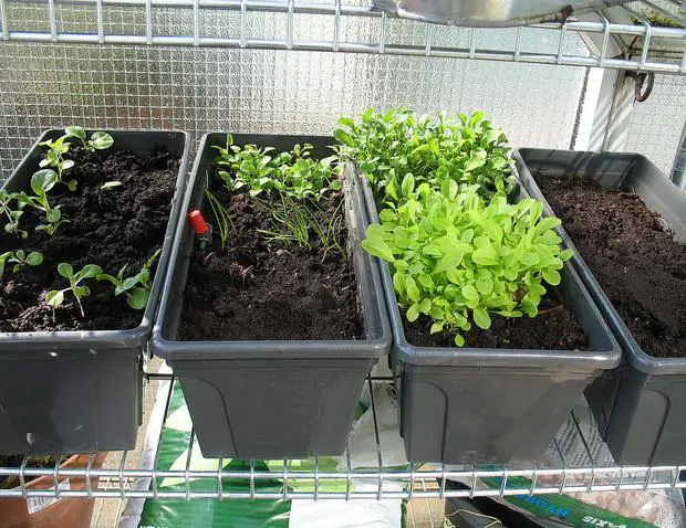 Valerianella locusta cv. Coquille de louviers - Lambs lettuce, ground lettuce, rabbit lettuce, canonigo - Image 3