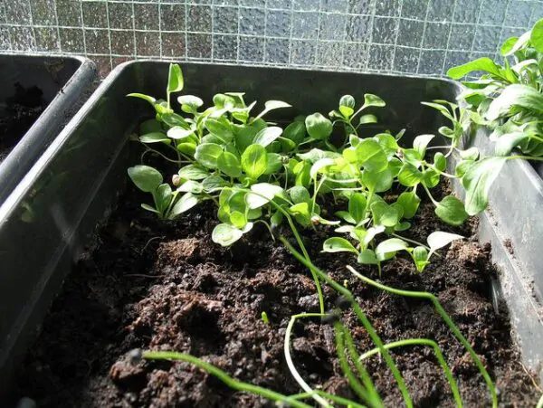 Valerianella locusta cv. Coquille de louviers - Lambs lettuce, ground lettuce, rabbit lettuce, canonigo - Image 4
