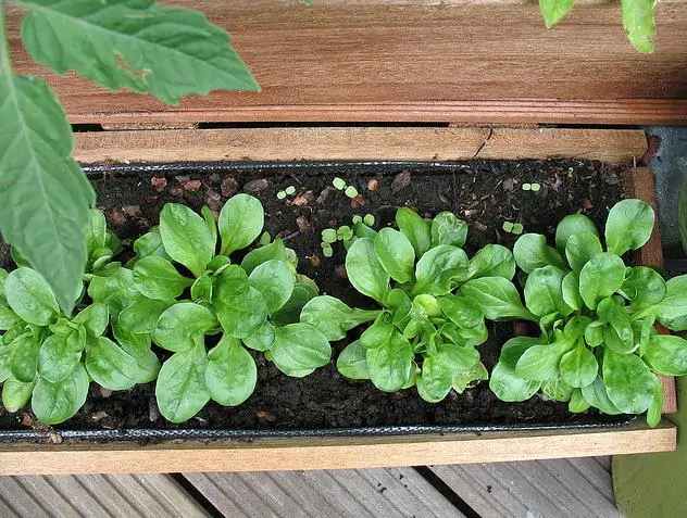 Valerianella locusta cv. Coquille de louviers - Lambs lettuce, ground lettuce, rabbit lettuce, canonigo - Image 5