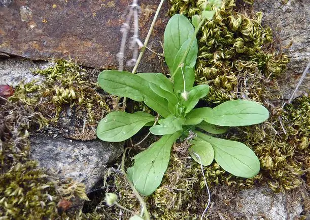Valerianella locusta cv. Coquille de louviers - Lambs lettuce, ground lettuce, rabbit lettuce, canonigo - Image 6