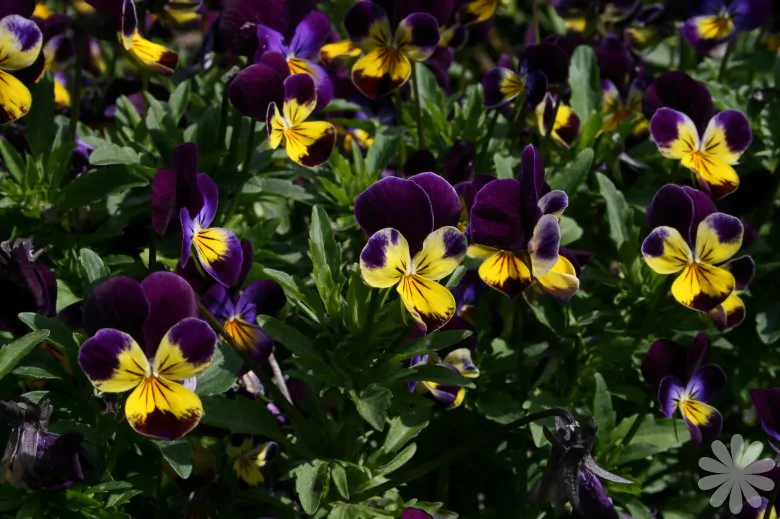 Viola cornuta 'Johnny Jump-Up' - Violet, Horned Pansy, Horned Violet - Image 6