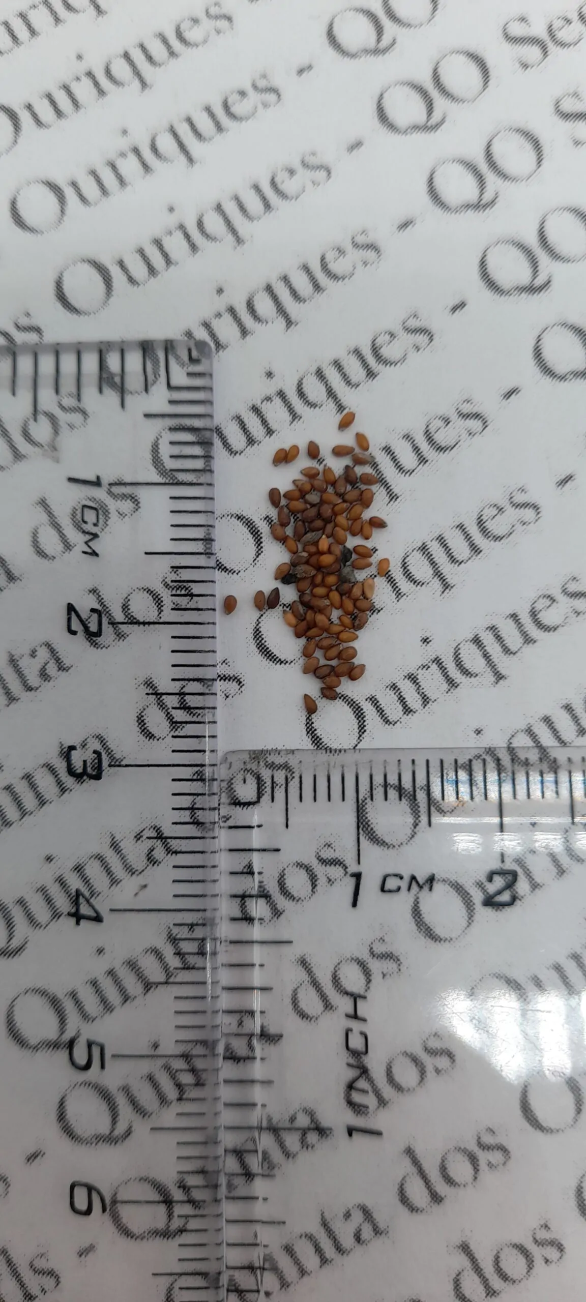 Viola cornuta 'Johnny Jump-Up' - Violet, Horned Pansy, Horned Violet - Image 8