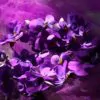 Viola odorata - Wood Violet, Sweet Violet, The Czar, English Violet, Common Violet, Florist'S Violet, Garden Violet