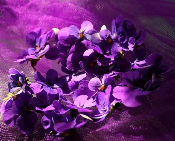 Viola odorata - Wood Violet, Sweet Violet, The Czar, English Violet, Common Violet, Florist'S Violet, Garden Violet