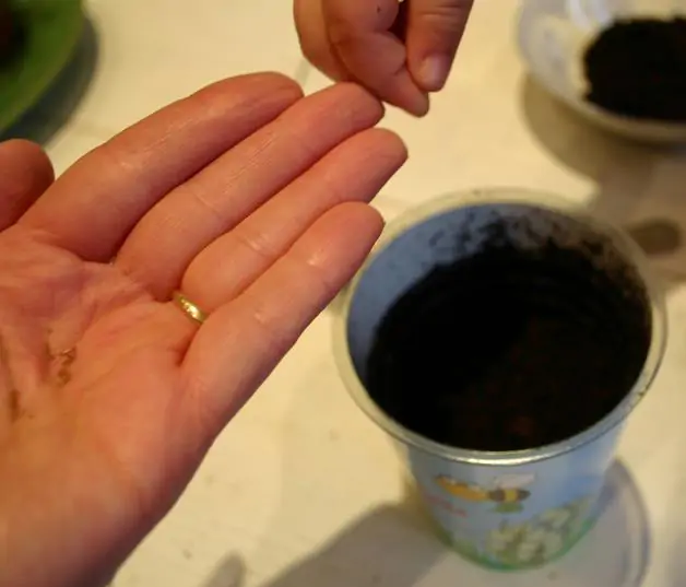 Viola odorata - Wood Violet, Sweet Violet, The Czar, English Violet, Common Violet, Florist'S Violet, Garden Violet - Image 2